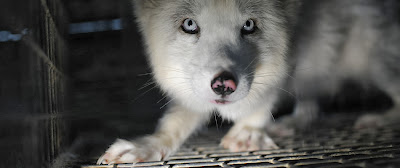 animals cages factory farming