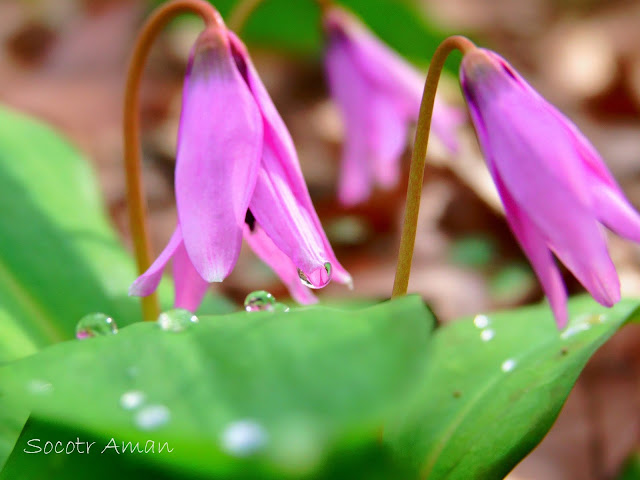 Erythronium japonicum