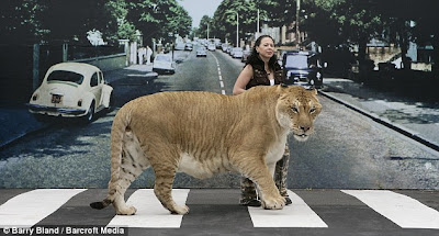 Hercules, The World’s Largest Big Cat Seen On www.coolpicturegallery.net