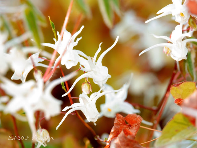 Epimedium sempervirens