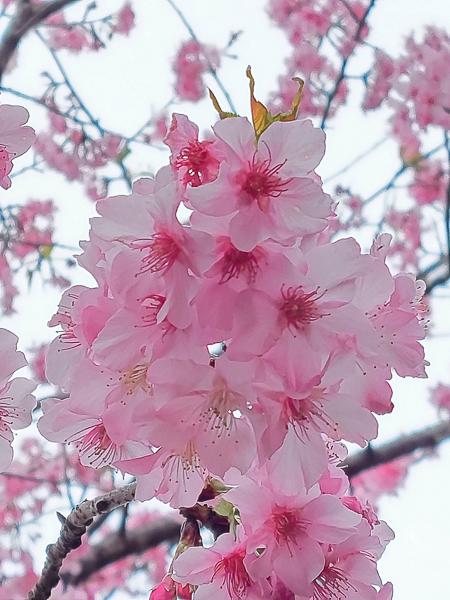 高雄桃源寶山二集團櫻花公園(38甲櫻花公園)，高雄首選賞櫻勝地