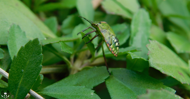 ミナミアオカメムシ(南青亀虫) Nezara viridula