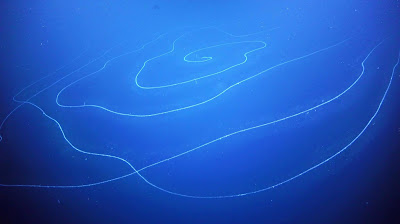 siphonophore, species found in ningaloo canyons