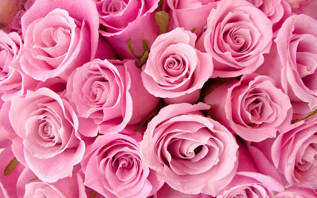 Pink Rose Wallpapers Free Download