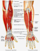 Resultado de imagen para region ANTEBRAZO dorsal