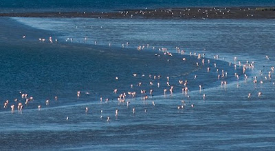 Flamencos frente a la isla de los pajaros en Península Valdes Patagonia