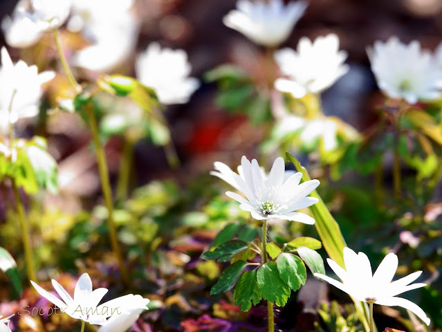 Anemone raddeana