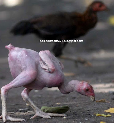 naked chick