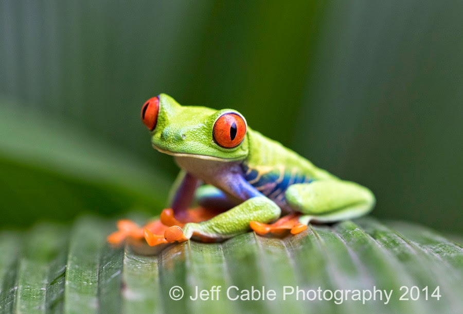 Jeff Cable's Blog: Costa Rica - Day Two - Tree frogs and more from La Paz