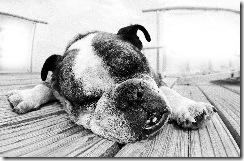 Lazy_Dog