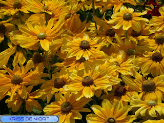 Rudbeckia hirta 'Prairie sun' 