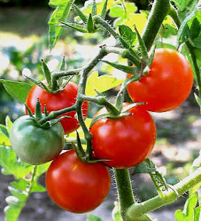 Tomates