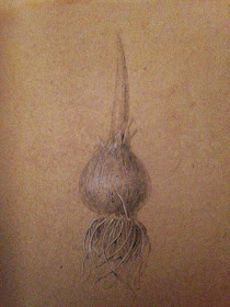 Silverpoint drawing with body colour of a tulip bulb