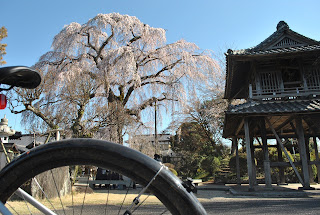 阿弥陀寺のしだれ桜