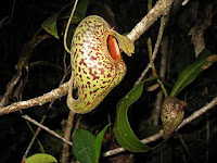 Cara Budidaya Tanaman Hias Kantong Semar Cara Budidaya Tanaman Hias Kantong Semar(Nepenthes)