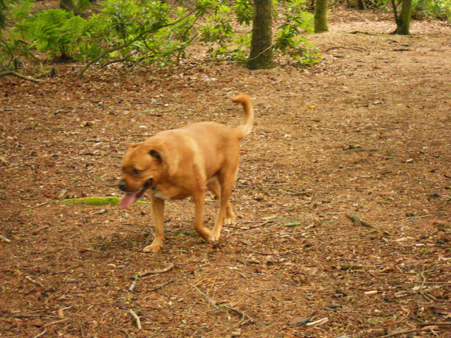 Sheba in the woods