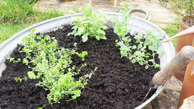 Project 365 2017 day 103 - Herbs // 76sunflowers