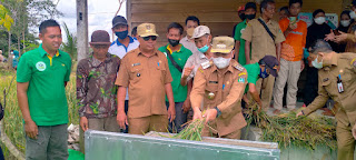 Bupati Sekadau hadir Panen Perdana Kelompok Tani Hamparan Bahagia Desa Rawak Hulu