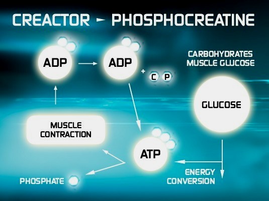 7 Manfaat Creatine Bagi Tubuh Yang Perlu Anda Tahu