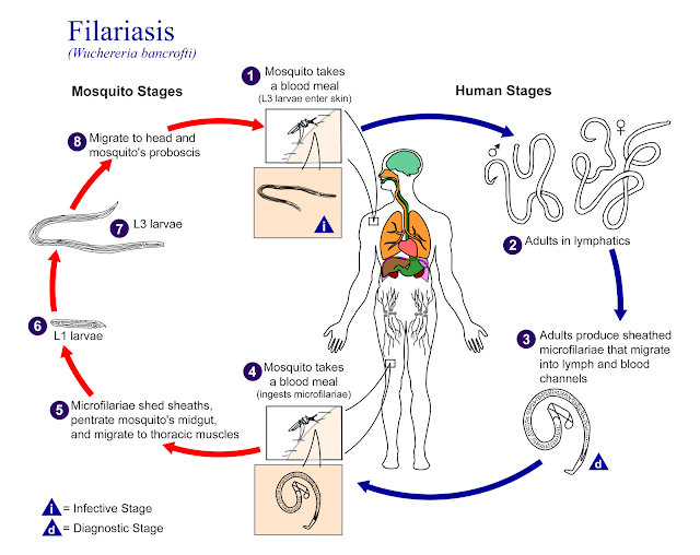 revolusiilmiah.com - Siklus Penyakit Filariasis