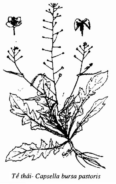 Hình vẽ cây Tề Thái- Capsella bursa pastoris - Nguyên liệu làm thuốc Chữa Cảm Sốt