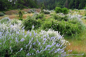 Deerbush and roses in the yard