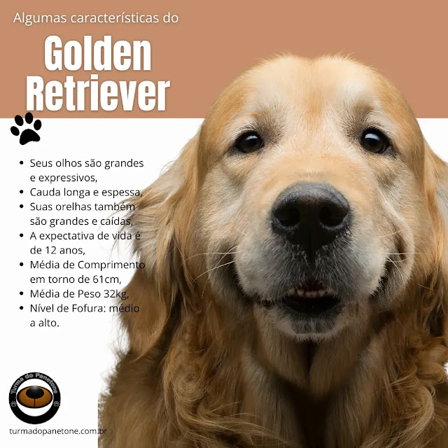 Características do Golden Retriever.