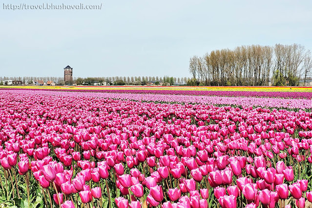 Tulip Fields in Belgium Meerdonk