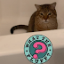 10  Reasons Why Cats Follow Us To The Bathroom