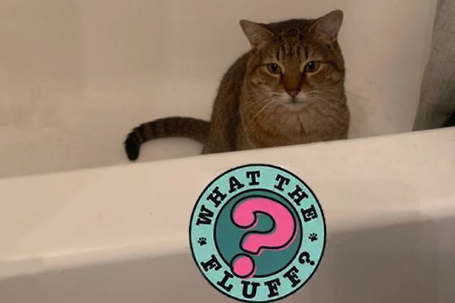 10  Reasons Why Cats Follow Us To The Bathroom