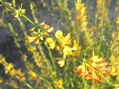 Deerweed