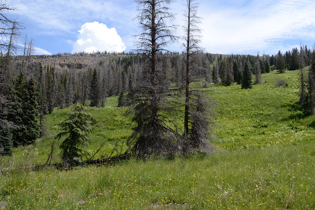 trees and meadow and cliff