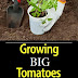 How to Grow big Tomatoes #Organic_Gardening