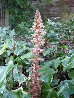 Ivy Broomrape, Calderstones Park