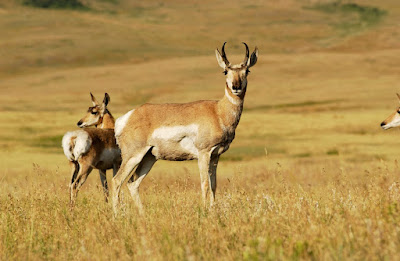 south india wildlife