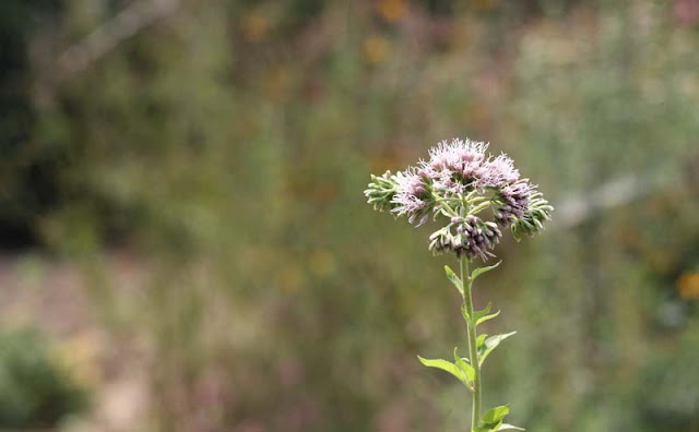 Joe-Pye Weed Flowers