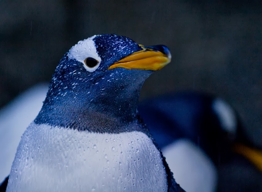 Adelie Penguin Images