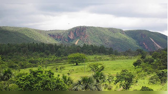 Pescan abre exposição sobre plantas do Cerrado e polinização