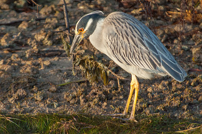 Yellow-crowned Night-Heron