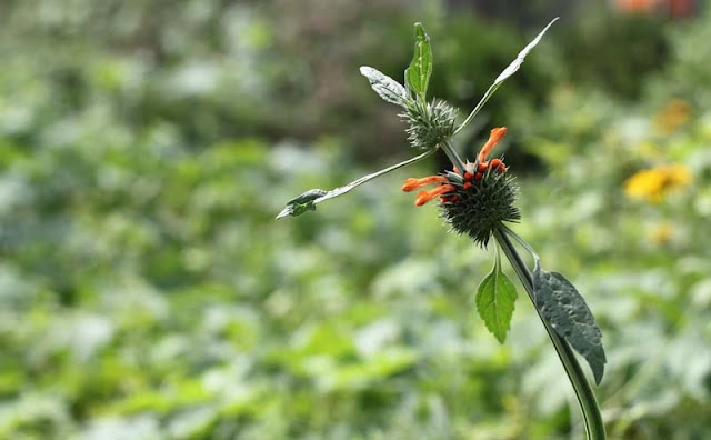 Lions Ear Flowers Pictures