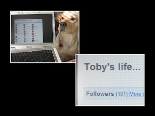 Photo layout of 2 pictures - first one is of Toby's head beside my laptop - the site that's opened is his follower page for his blog, the second picture is a close up of some of Toby's blog name (Toby's life...) and shows that he has 101 followers)