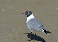 Laughing gull, mating plumage, South Padre Island, TX - by Andy Reago and Chrissy McClarren, Feb. 2015