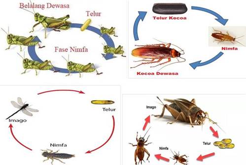 Pertumbuhan dan Perkembangan Pada Hewan Biologi Kelas 