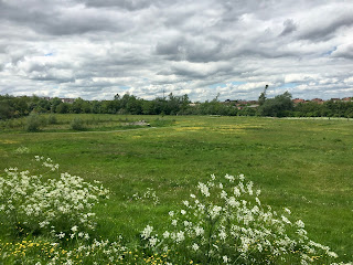 Overgrown grass in the park.