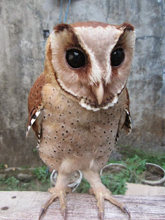 burung hantu oriental bay owl, jenis burung hantu yang mudah dipelihara