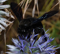 Abejorro carpintero europeo (Xylocopa violacea)