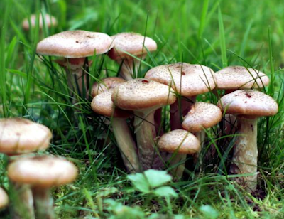 Fungi: Mengenal Jamur, Pengertian, Klasifikasi, Peranan Lengkap!