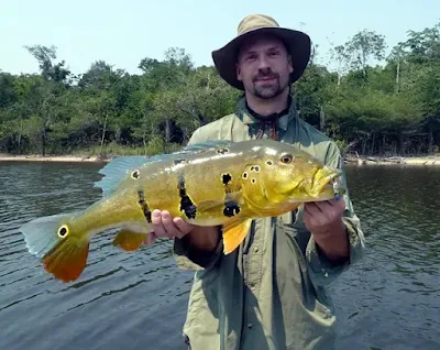 Gambar Ikan Cichla pinima