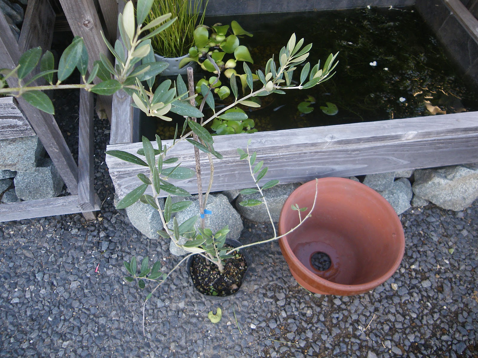 オリーブの鉢植えの育て方 必ずできる植え付けの方法 メダカの大工