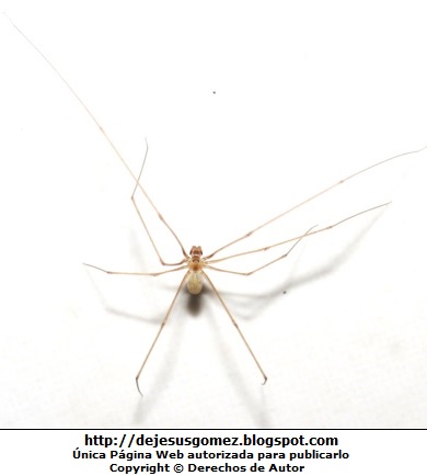 Araña de patas largas. Foto de araña tomada por Jesus Gómez